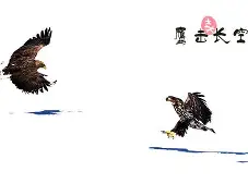 雷丁连取七分:鹰击长空终见胜利 雷丁连取七分:鹰击长空终见胜利