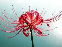 沙尔布吕克取得胜利,给球迷留下深刻印象的简单介绍 沙尔布吕克取得胜利,给球迷留下深刻印象的简单介绍